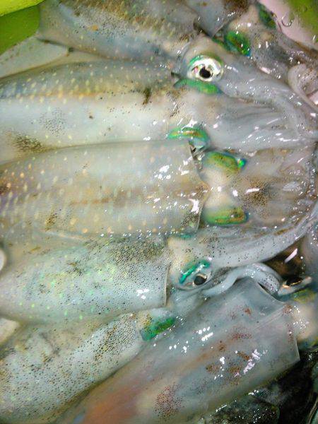 アオリイカが解禁